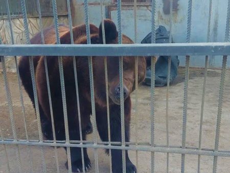 Астраханский медведь проснулся из спячки