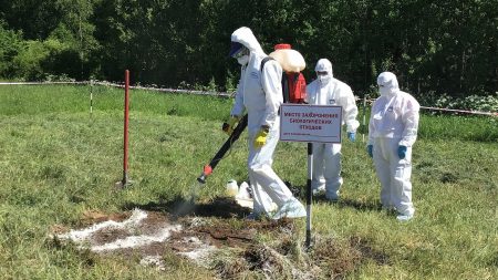 В Астраханской области выявлены заболевания африканской свиной чумой