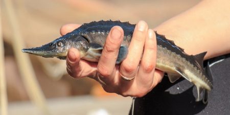 Астраханские рыбаки были пойманы за вылов осетра браконьерским способом