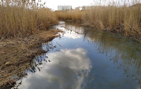 В районе ерика Казачий городские власти ввели режим ЧС