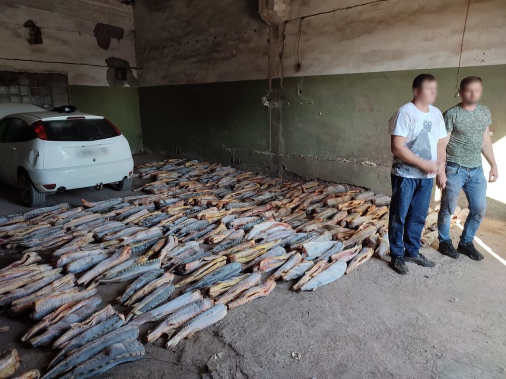 Два астраханца незаконно приобрели 219 особей осетра и 60 особей севрюги Два астраханца незаконно приобрели 219 особей осетра и 60 особей севрюги