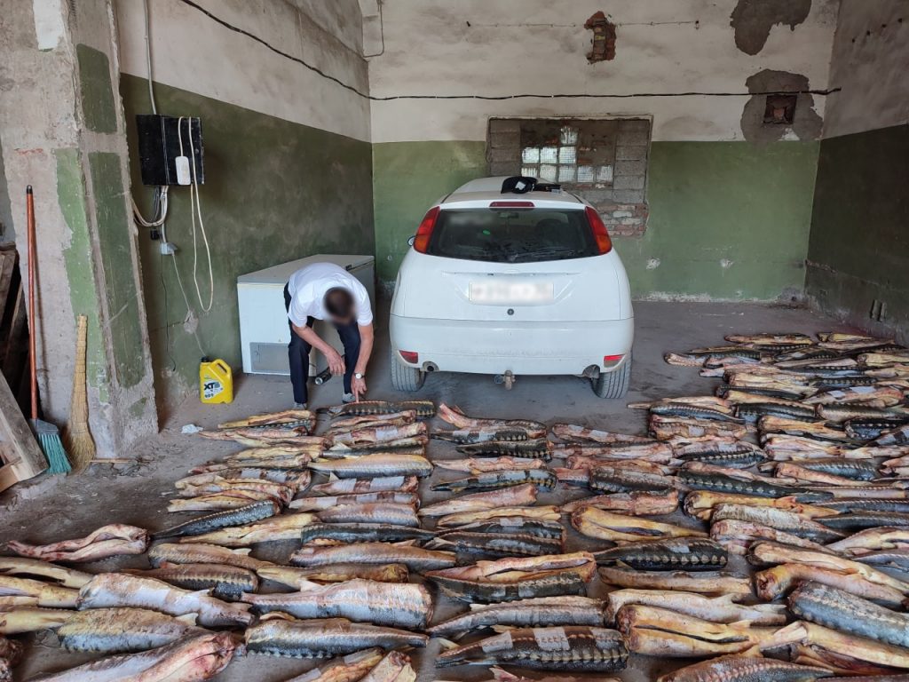 Двое астраханцев предстанут перед судом за незаконный оборот «красной» рыбы