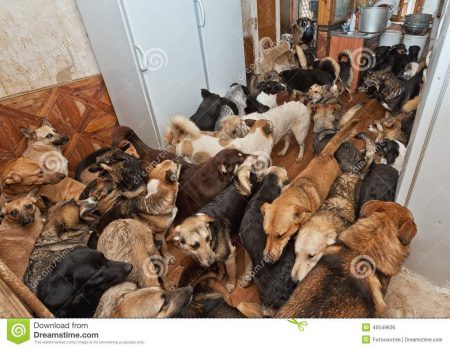 Астраханка держала в квартире 35 собак