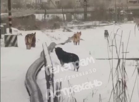 Стаи собак в астраханском «Военном городке» не дают детям добираться до школы