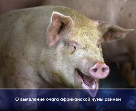 Северные сёла Астраханской области в радиусе заражения африканской чумой свиней