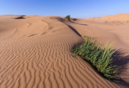 «Пустыня, уходи!»: в Астраханской области будут бороться с опустыниванием