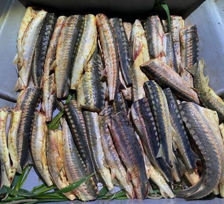 Трое астраханцев незаконно выловили 38 экземпляров русского осетра, 3 севрюги и одна белуга