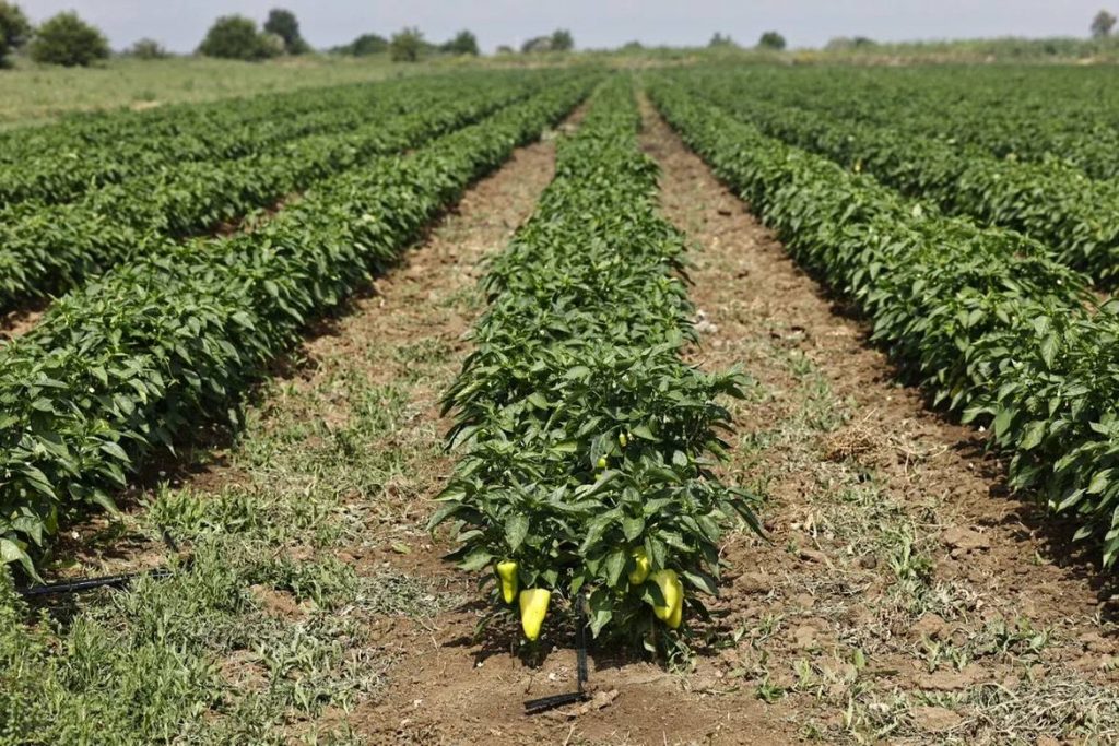 Астраханский фермер с помощью господдержки увеличил в два раза посевные площади