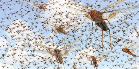 Астраханские власти предусмотрят в бюджете расходы на борьбу с саранчой