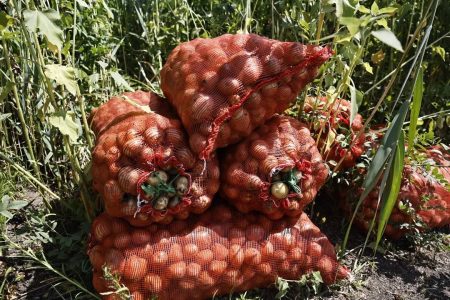 Около 183 тысяч тонн урожая собрали в Астраханской области