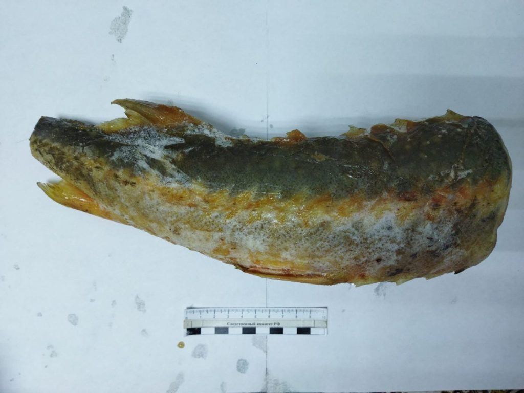 Астраханский СК возбудил очередное уголовное дело по «красной рыбе»