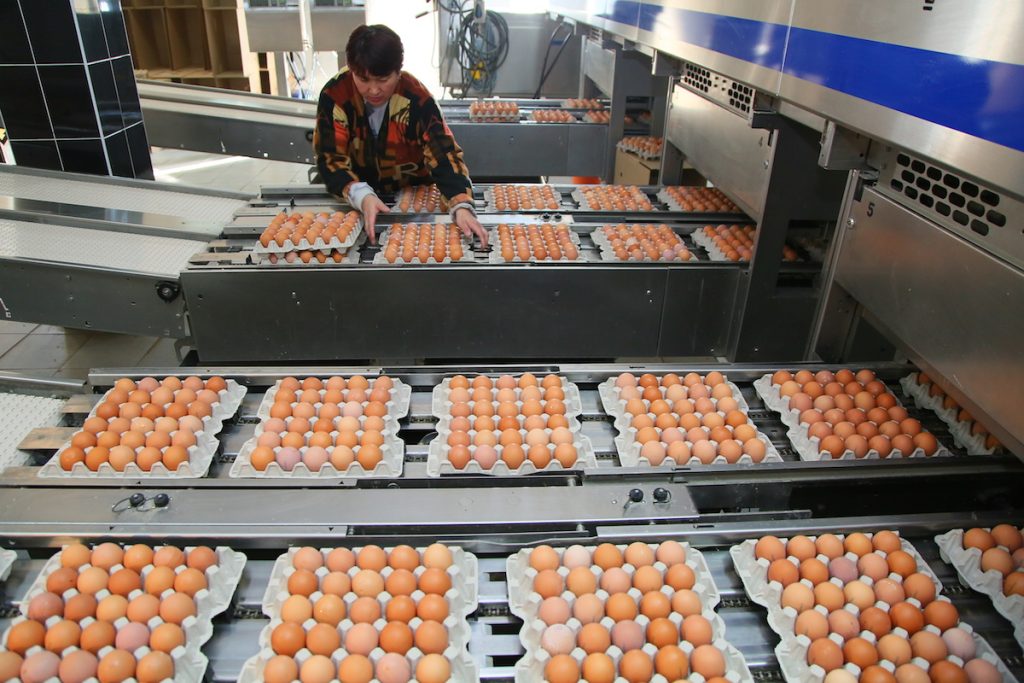 На астраханской птицефабрике «Владимировская» ввели карантин из-за вспышки птичьего гриппа